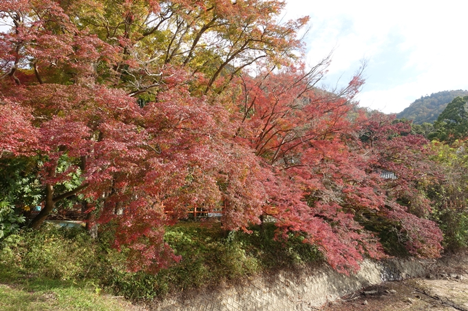 京都紅葉速報2018　その6　出雲神社_ライトアップ　No30