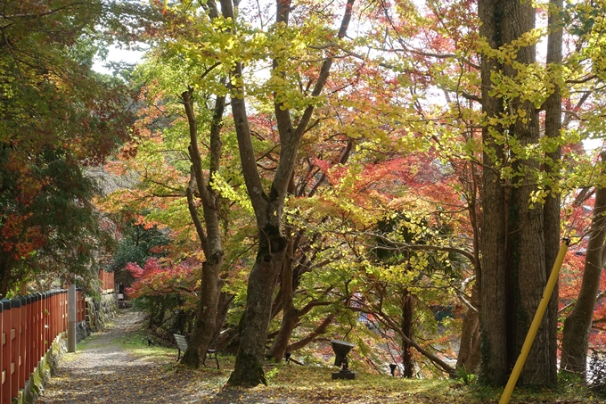 京都紅葉速報2018　その6　出雲神社_ライトアップ　No31