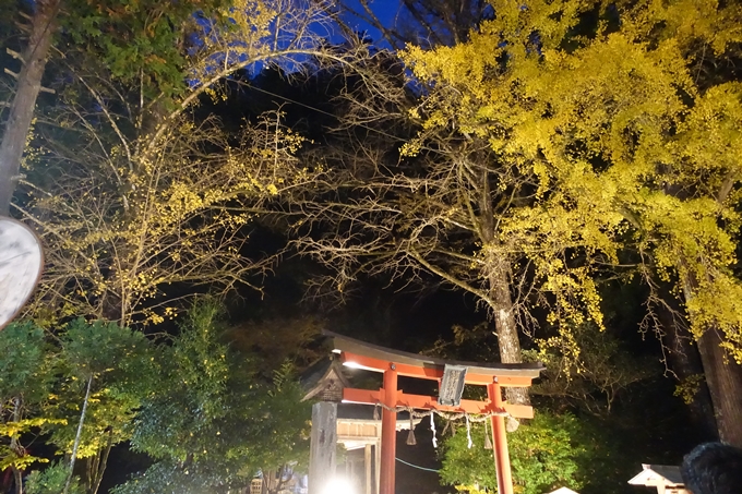 京都紅葉速報2018　その7　岩戸落葉神社_ライトアップ　No5