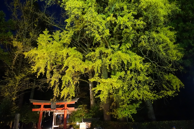 京都紅葉速報2018　その7　岩戸落葉神社_ライトアップ　No9