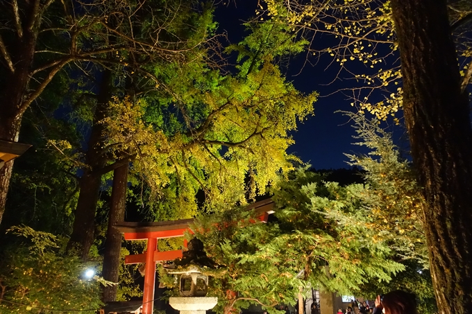 京都紅葉速報2018　その7　岩戸落葉神社_ライトアップ　No13