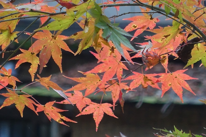 京都紅葉速報2018　その9　貴船神社　No20