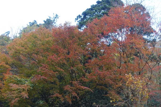 京都紅葉速報2018　その9　貴船神社　No15