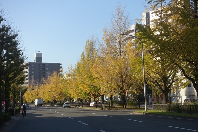 京都紅葉速報2018　その10　堀川街路樹のいちょう　No4