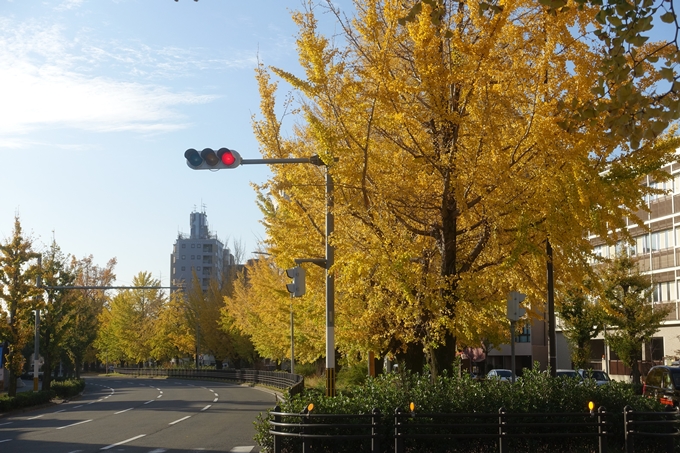 京都紅葉速報2018　その10　堀川街路樹のいちょう　No5