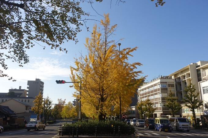 京都紅葉速報2018　その10　堀川街路樹のいちょう　No6