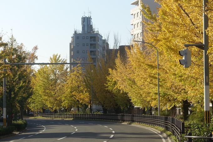 京都紅葉速報2018　その10　堀川街路樹のいちょう　No8