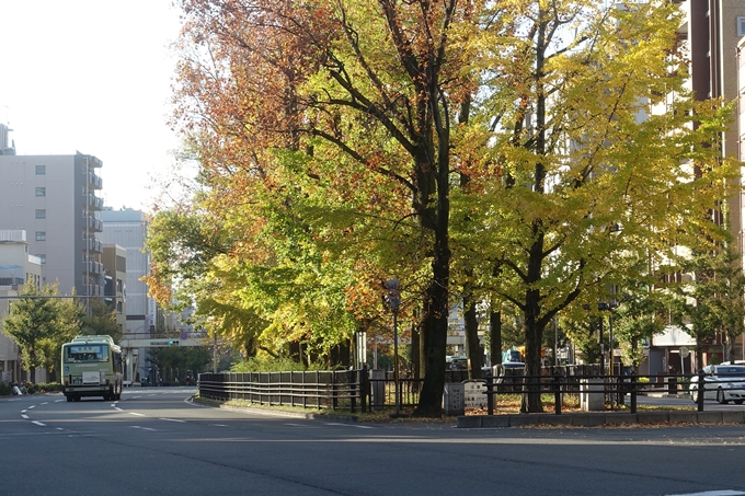 京都紅葉速報2018　その10　堀川街路樹のいちょう　No9