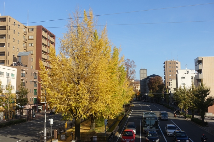 京都紅葉速報2018　その10　堀川街路樹のいちょう　No10