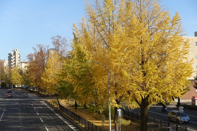 京都紅葉速報2018　その10　堀川街路樹のいちょう　No11