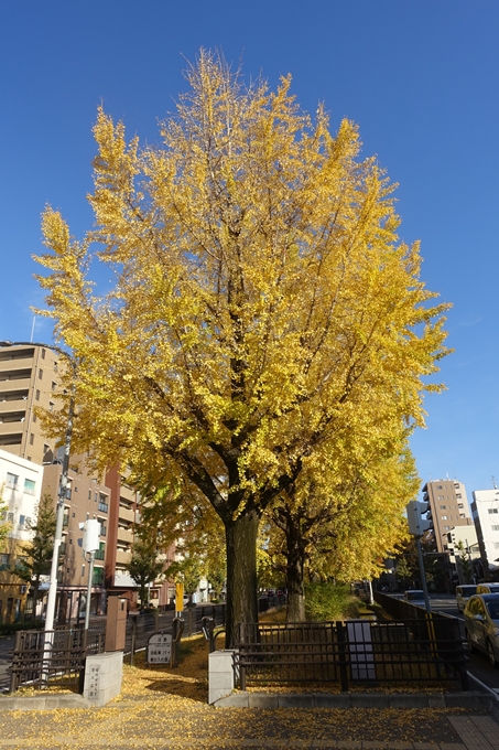 京都紅葉速報2018　その10　堀川街路樹のいちょう　No13