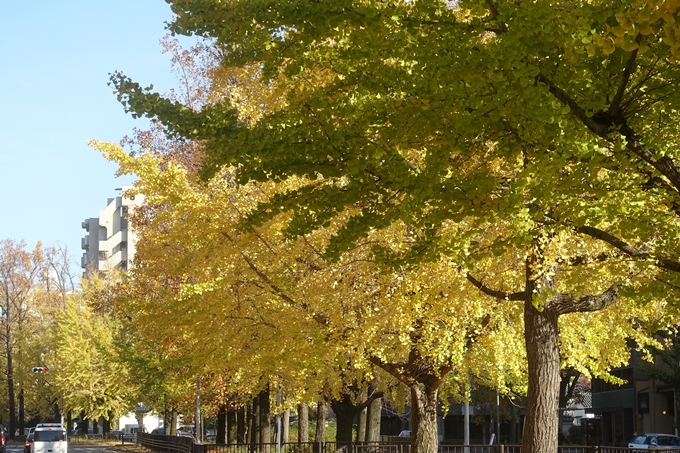 京都紅葉速報2018　その10　堀川街路樹のいちょう　No14