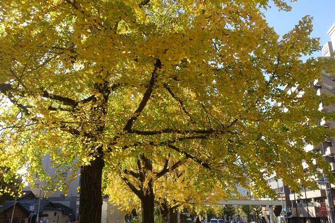 京都紅葉速報2018　その10　堀川街路樹のいちょう　No15