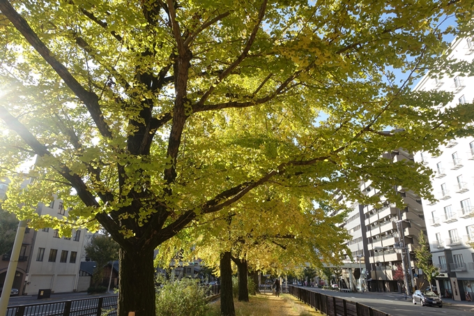 京都紅葉速報2018　その10　堀川街路樹のいちょう　No16