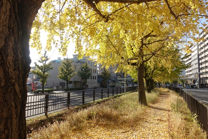 京都紅葉速報2018　その10　堀川街路樹のいちょう　No17