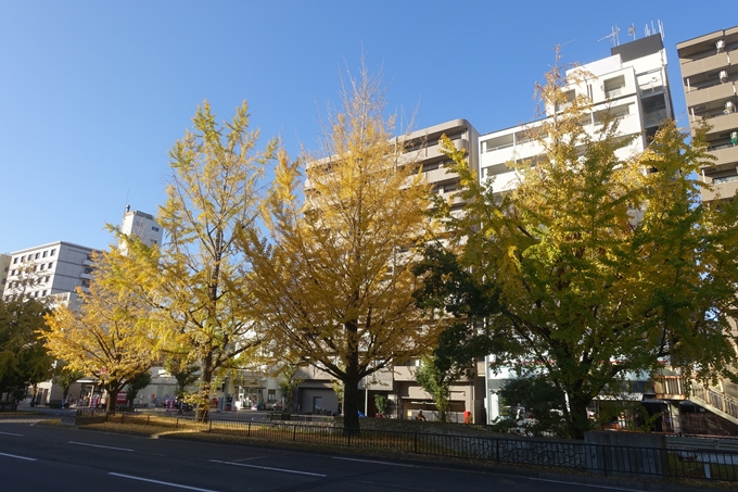 京都紅葉速報2018　その10　堀川街路樹のいちょう　No19