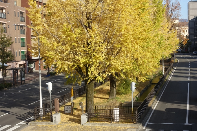 京都紅葉速報2018　その10　堀川街路樹のいちょう　No21