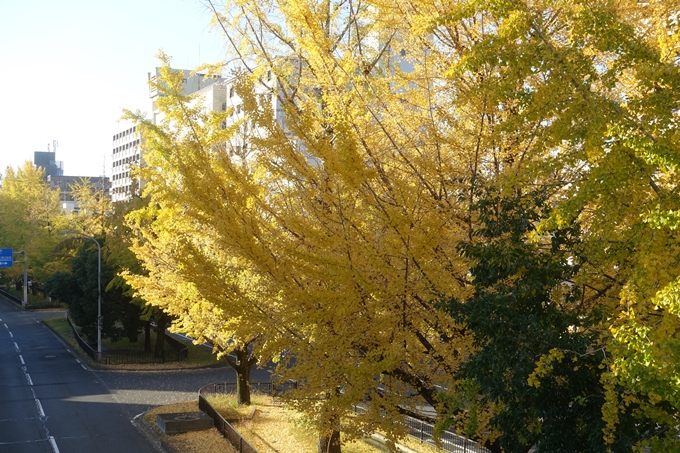 京都紅葉速報2018　その10　堀川街路樹のいちょう　No22