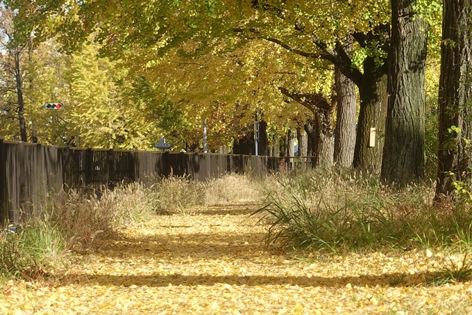 京都紅葉速報2018　その10　堀川街路樹のいちょう　No23