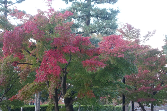 京都紅葉速報2018　その11　金戒光明寺・真如堂　No4