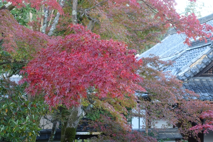 京都紅葉速報2018　その11　金戒光明寺・真如堂　No8