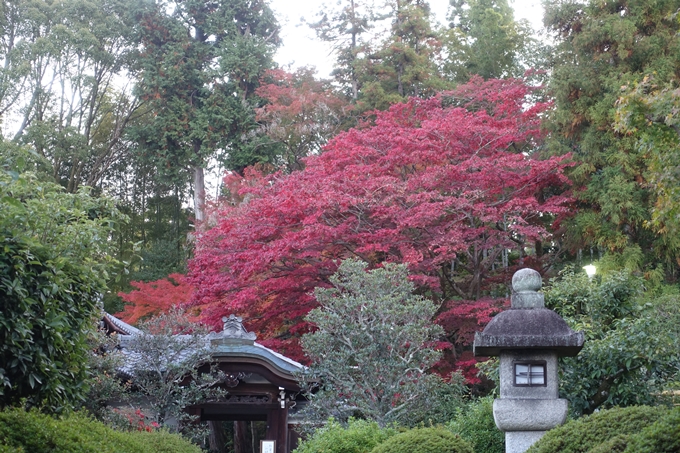 京都紅葉速報2018　その11　金戒光明寺・真如堂　No11