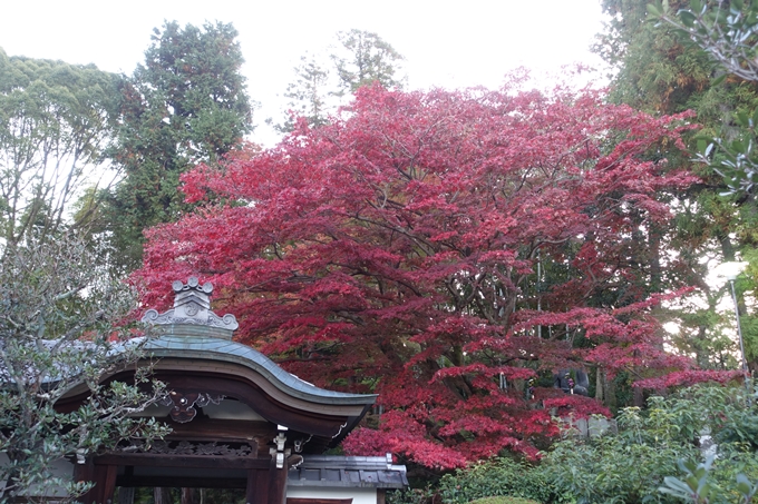 京都紅葉速報2018　その11　金戒光明寺・真如堂　No12