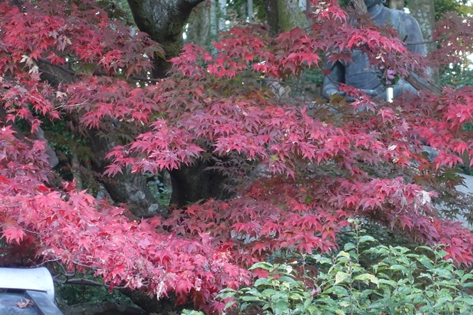 京都紅葉速報2018　その11　金戒光明寺・真如堂　No13