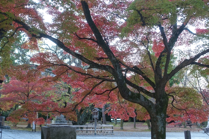 京都紅葉速報2018　その11　金戒光明寺・真如堂　No27