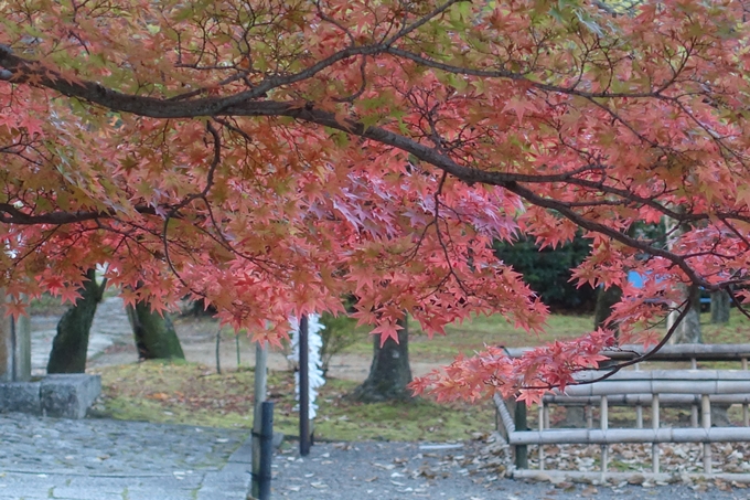 京都紅葉速報2018　その11　金戒光明寺・真如堂　No28