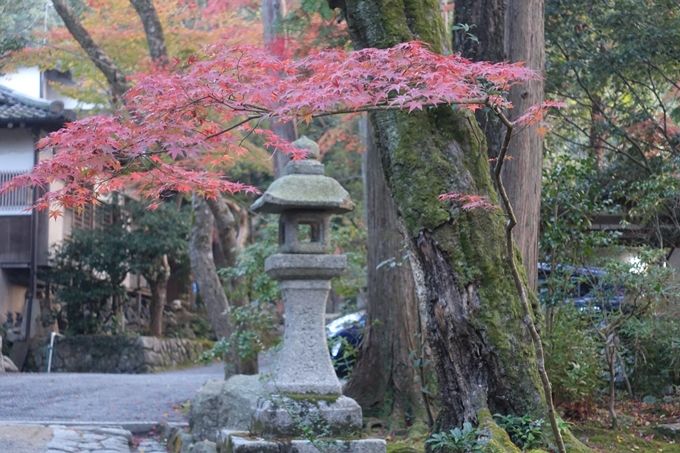 京都紅葉速報2018　その12　赤山禅院・曼殊院門跡・鷺森神社　No4