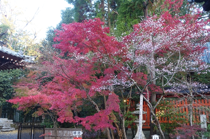 京都紅葉速報2018　その12　赤山禅院・曼殊院門跡・鷺森神社　No8