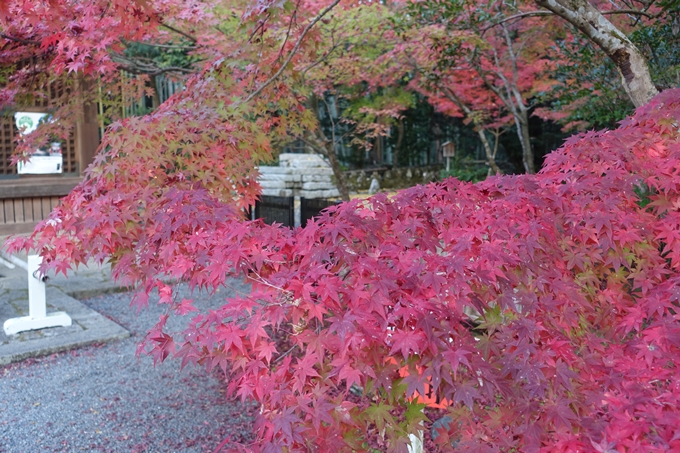 京都紅葉速報2018　その12　赤山禅院・曼殊院門跡・鷺森神社　No9