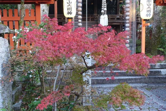 京都紅葉速報2018　その12　赤山禅院・曼殊院門跡・鷺森神社　No11