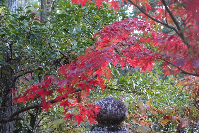 京都紅葉速報2018　その12　赤山禅院・曼殊院門跡・鷺森神社　No14