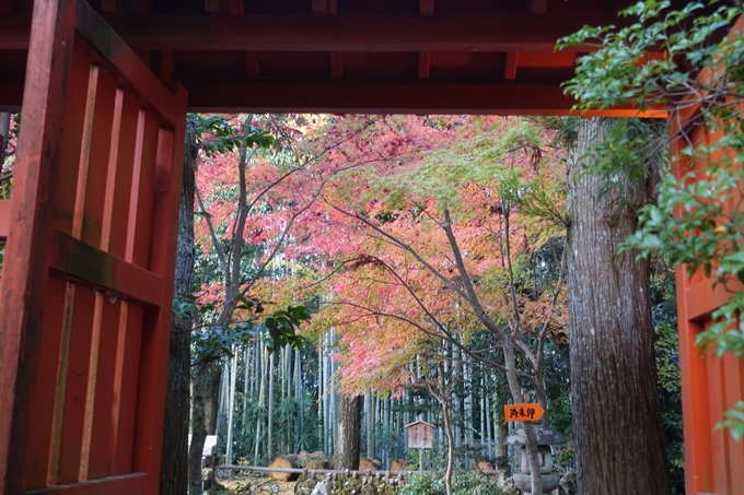 京都紅葉速報2018　その12　赤山禅院・曼殊院門跡・鷺森神社　No15