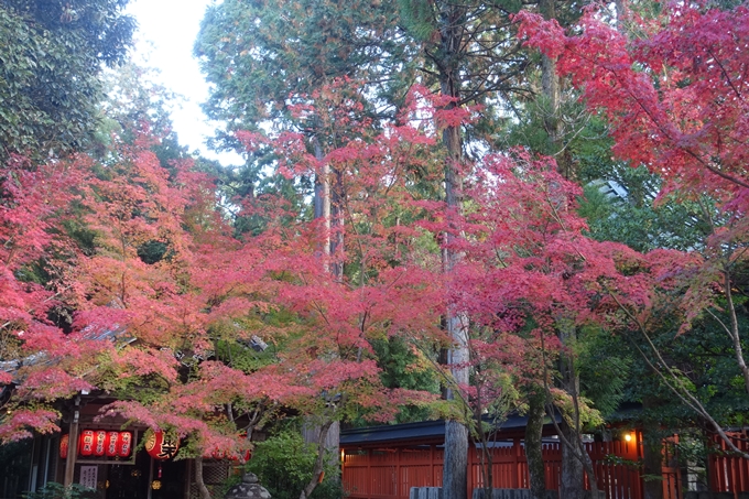 京都紅葉速報2018　その12　赤山禅院・曼殊院門跡・鷺森神社　No18