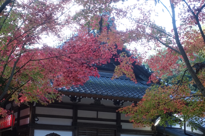 京都紅葉速報2018　その12　赤山禅院・曼殊院門跡・鷺森神社　No19