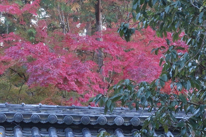 京都紅葉速報2018　その12　赤山禅院・曼殊院門跡・鷺森神社　No20