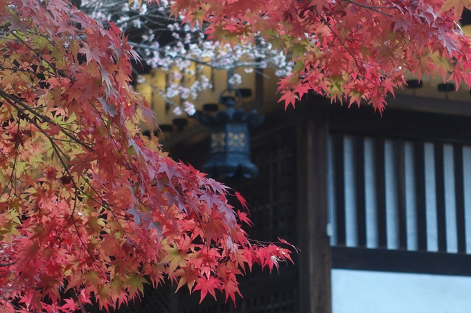 京都紅葉速報2018　その12　赤山禅院・曼殊院門跡・鷺森神社　No22