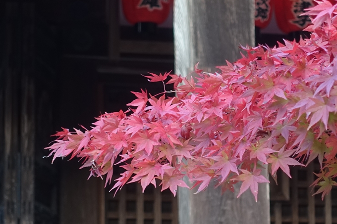 京都紅葉速報2018　その12　赤山禅院・曼殊院門跡・鷺森神社　No23