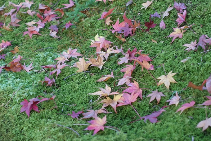 京都紅葉速報2018　その12　赤山禅院・曼殊院門跡・鷺森神社　No25