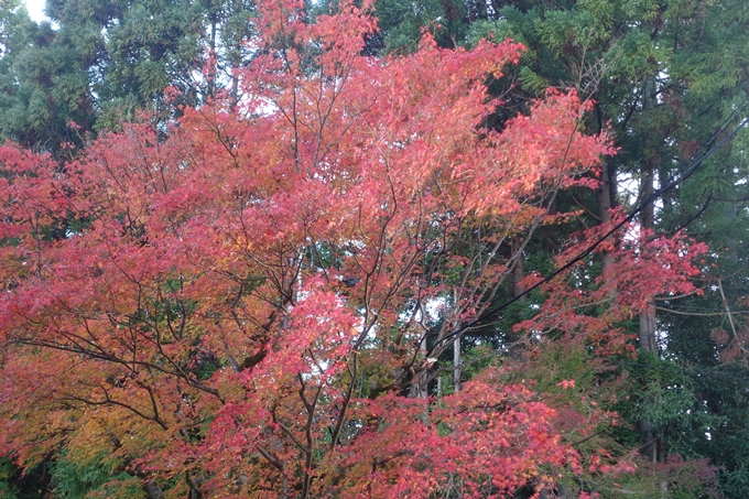 京都紅葉速報2018　その12　赤山禅院・曼殊院門跡・鷺森神社　No26