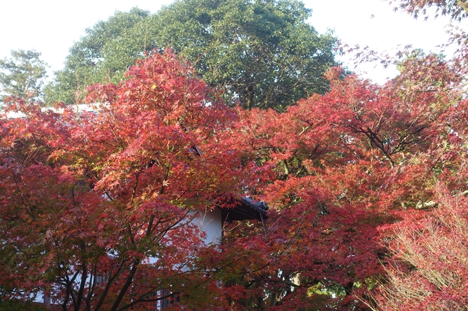 京都紅葉速報2018　その12　赤山禅院・曼殊院門跡・鷺森神社　No27