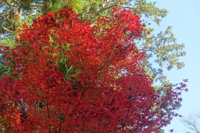 京都紅葉速報2018　その12　赤山禅院・曼殊院門跡・鷺森神社　No31