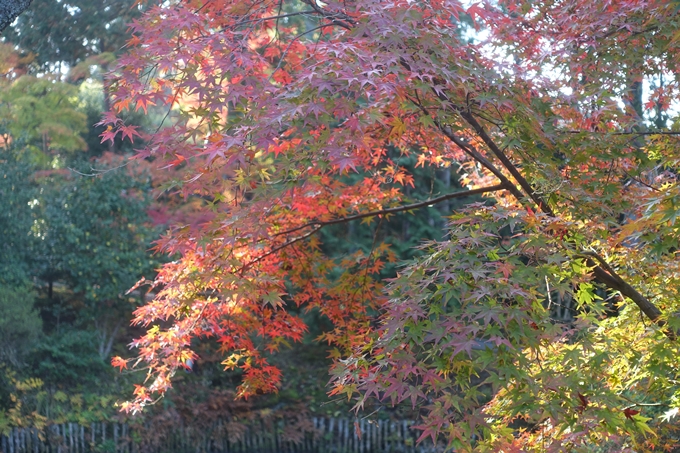 京都紅葉速報2018　その12　赤山禅院・曼殊院門跡・鷺森神社　No32