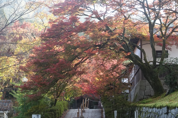 京都紅葉速報2018　その12　赤山禅院・曼殊院門跡・鷺森神社　No33