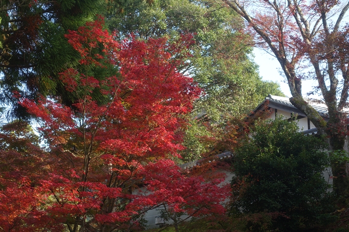 京都紅葉速報2018　その12　赤山禅院・曼殊院門跡・鷺森神社　No34