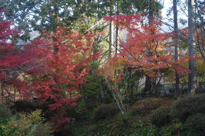 京都紅葉速報2018　その12　赤山禅院・曼殊院門跡・鷺森神社　No35