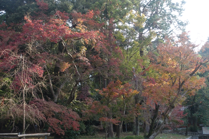 京都紅葉速報2018　その12　赤山禅院・曼殊院門跡・鷺森神社　No37